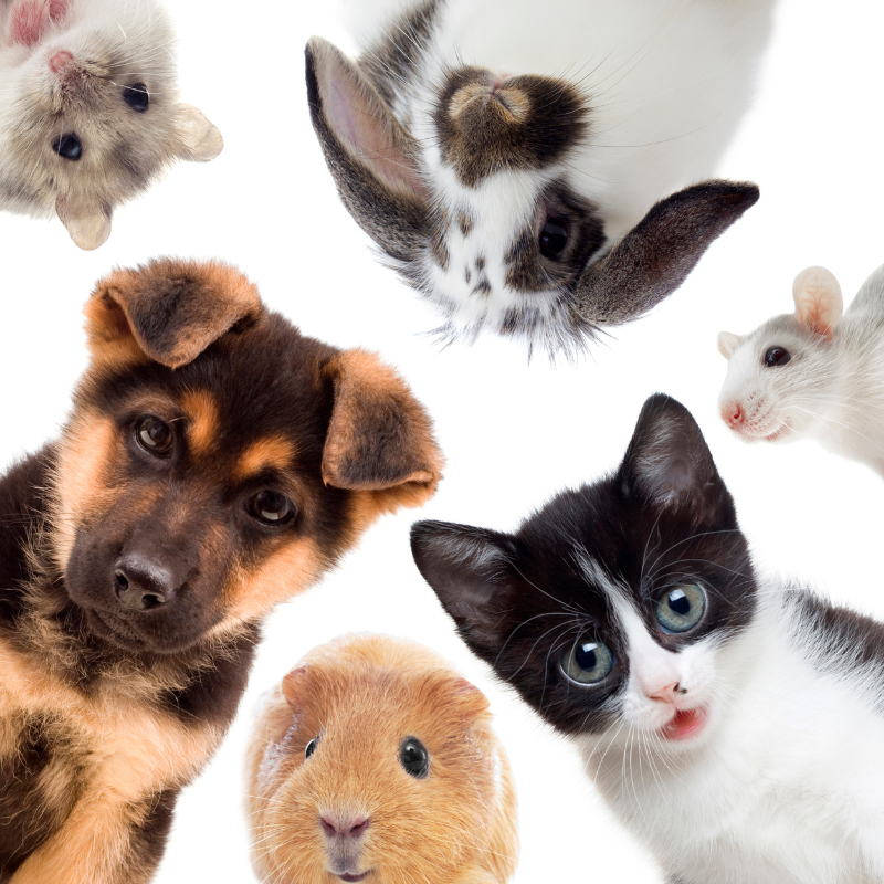 Pet Animals